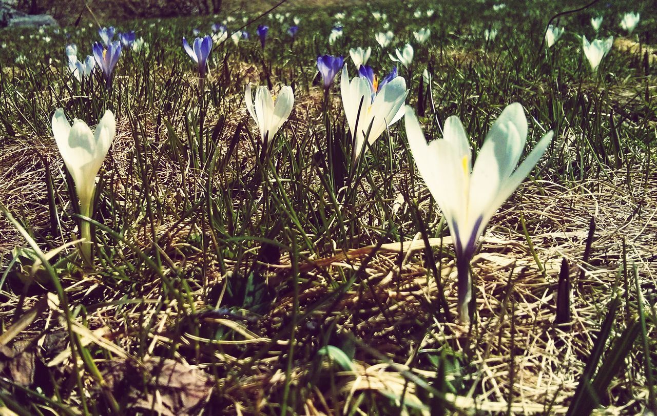 plant, flower, growth, field, grass, fragility, nature, white color, beauty in nature, close-up, feather, bird, animal themes, day, no people, stem, outdoors, petal, freshness, focus on foreground