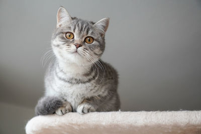 Close-up portrait of cat