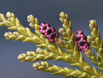 Close-up of grapes against white background