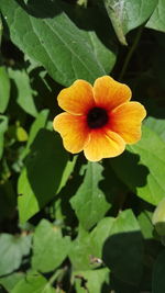 Close-up of yellow flower