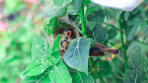 Close-up of insect on plant