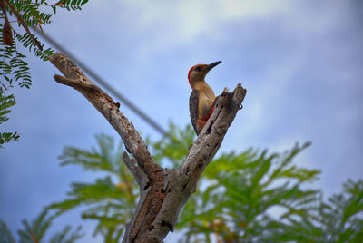 Low angle view of bird perching on a tree