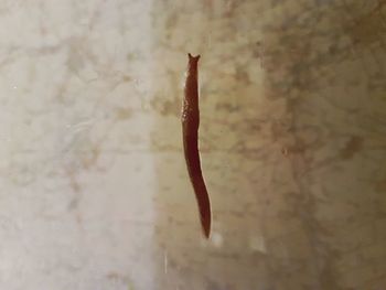 Close-up high angle view of lizard