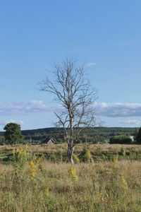 Bare tree on field against sky