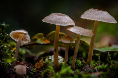 Close-up of mushrooms growing on field