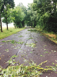 Road amidst trees and plants