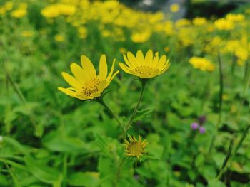 Close-up of yellow flowering plant on field