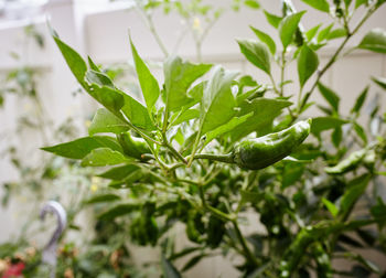 Close-up of green leaves on plant