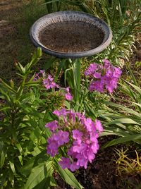 Close-up of pink flowers blooming in field