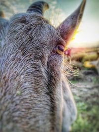 Close-up of an animal