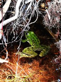 Close-up of lizard on plant