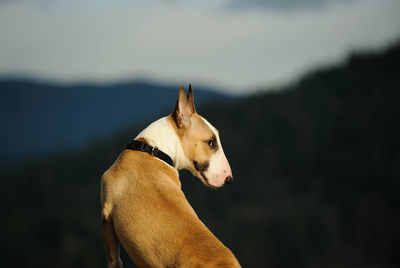 Dog standing against mountains