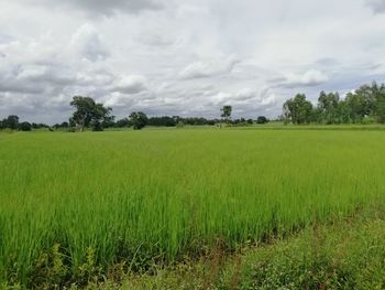 Scenic view of agricultural field against sky