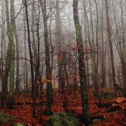 Trees in forest