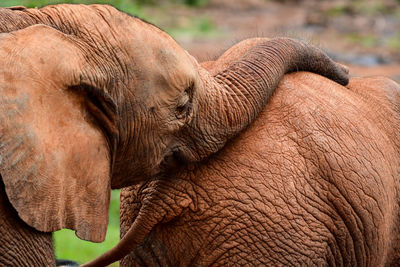 Close-up of elephants