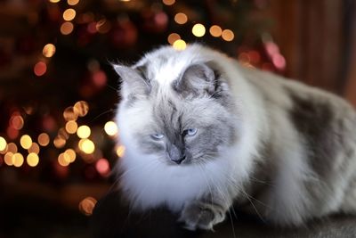 cat