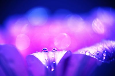 Close-up of water drops on purple flowering plant