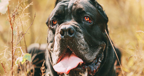 Close-up of dog