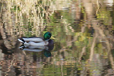 Duck swimming in lake