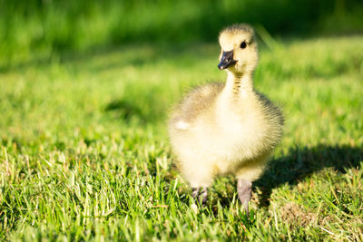 View of a bird on field