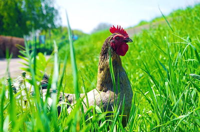 Close-up of rooster on field