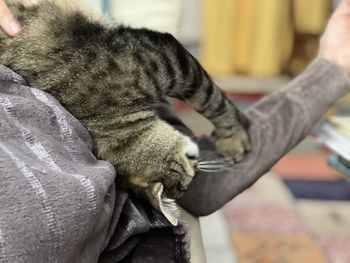 Cropped hand of woman holding cat