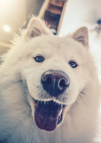 Close-up portrait of dog