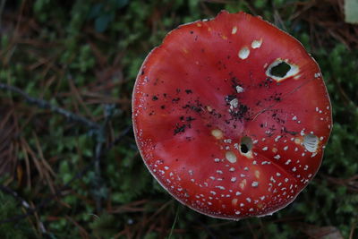 Close-up of fly agaric mushroom on field