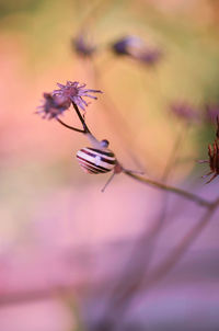 Close-up of insect on purple flower