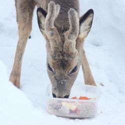 Close-up of deer eating 