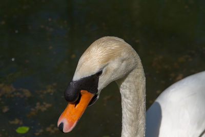 Close-up of swan in lake