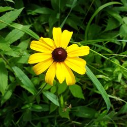 Close-up of yellow flower blooming outdoors