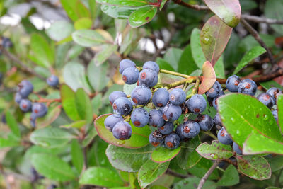 Close-up of grapes growing on tree