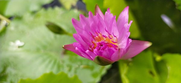 Close-up of pink flower