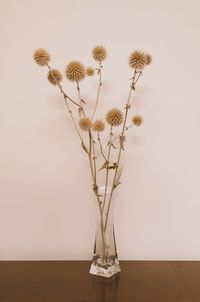 Close-up of plant on table against wall