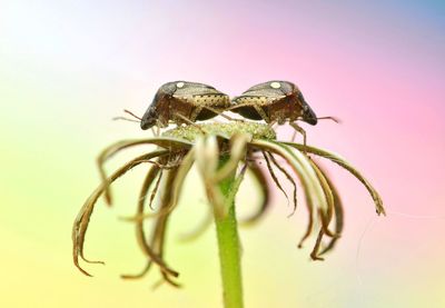 Close-up of grasshopper against gray background