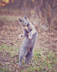 Portrait grey cat standing up in field