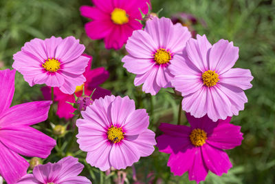 Close-up of pink flowering plants