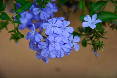 Close-up of purple flowering plant