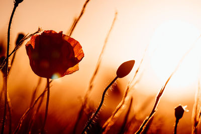 Close-up of red flowering plant against sky during sunset