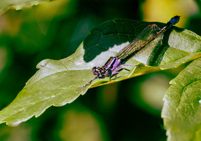 Close-up of insect on plant