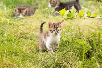 Portrait of cat lying on grassy field