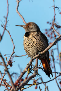 Low angle view of northern flicker bird on branch against sky