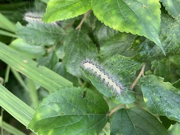 Close-up of insect on leaves