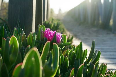 Close-up of plant growing on plant