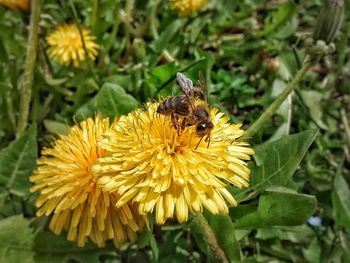 Close-up of bee pollinating on yellow flower