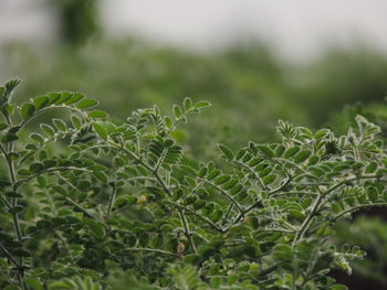 Close-up of plants against blurred background