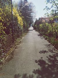 Footpath amidst trees