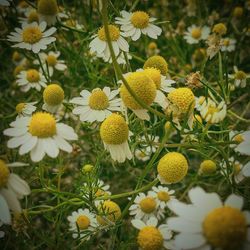 Close-up of white daisy flowers