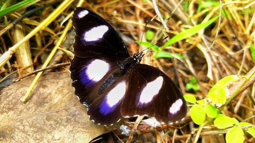 Close-up of butterfly on plant